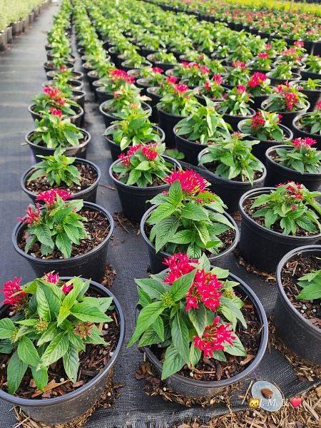 1 gallon Pentas MIX