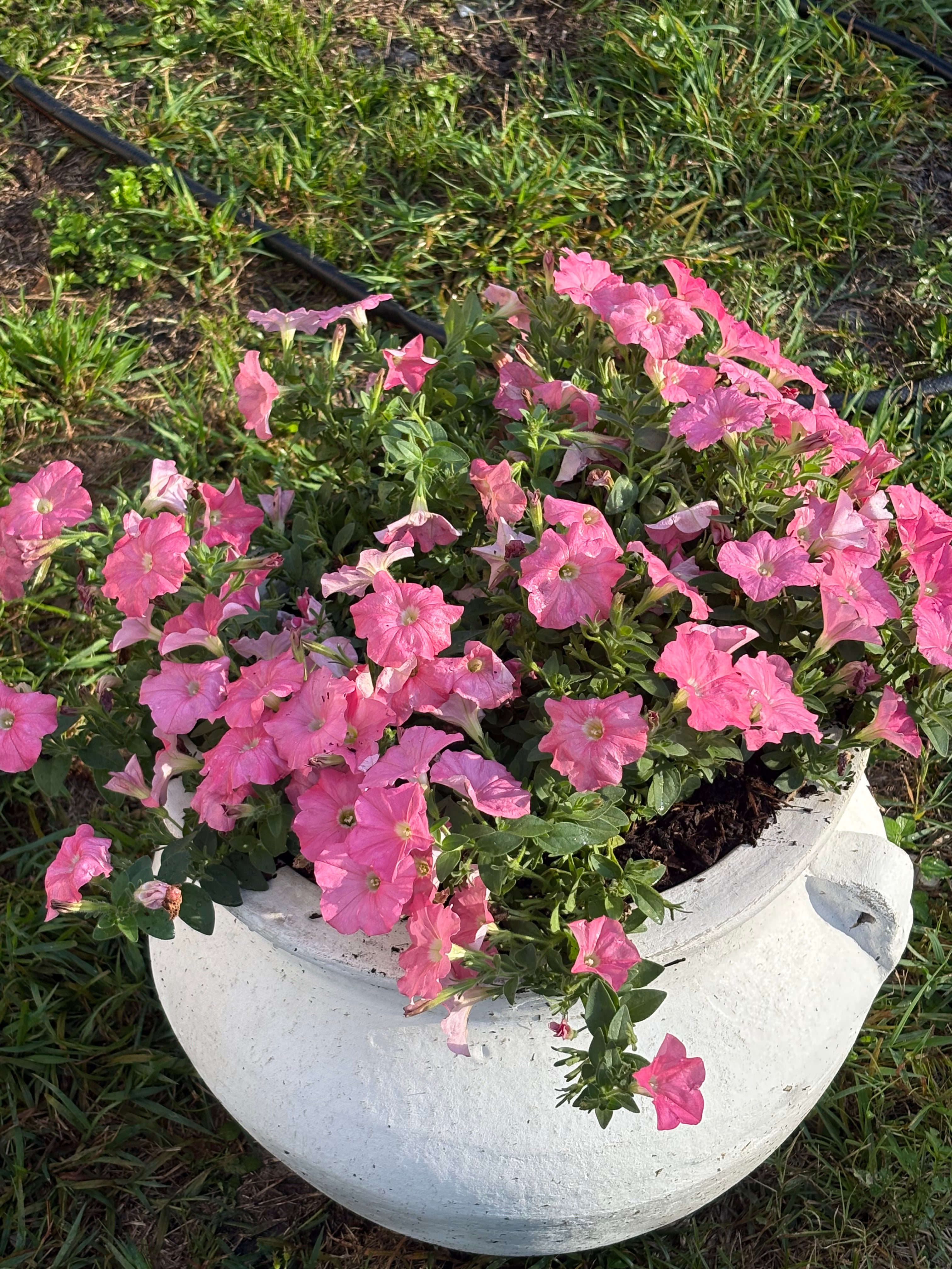 Bermuda Beach Supertunia Bloom Pot