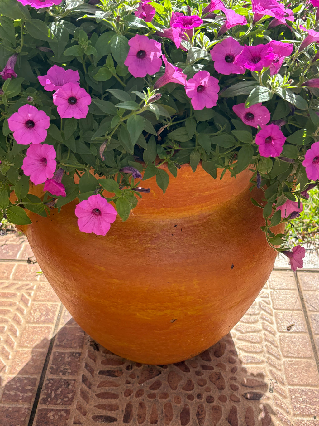 Fuchsia Supertunia Bloom Pot