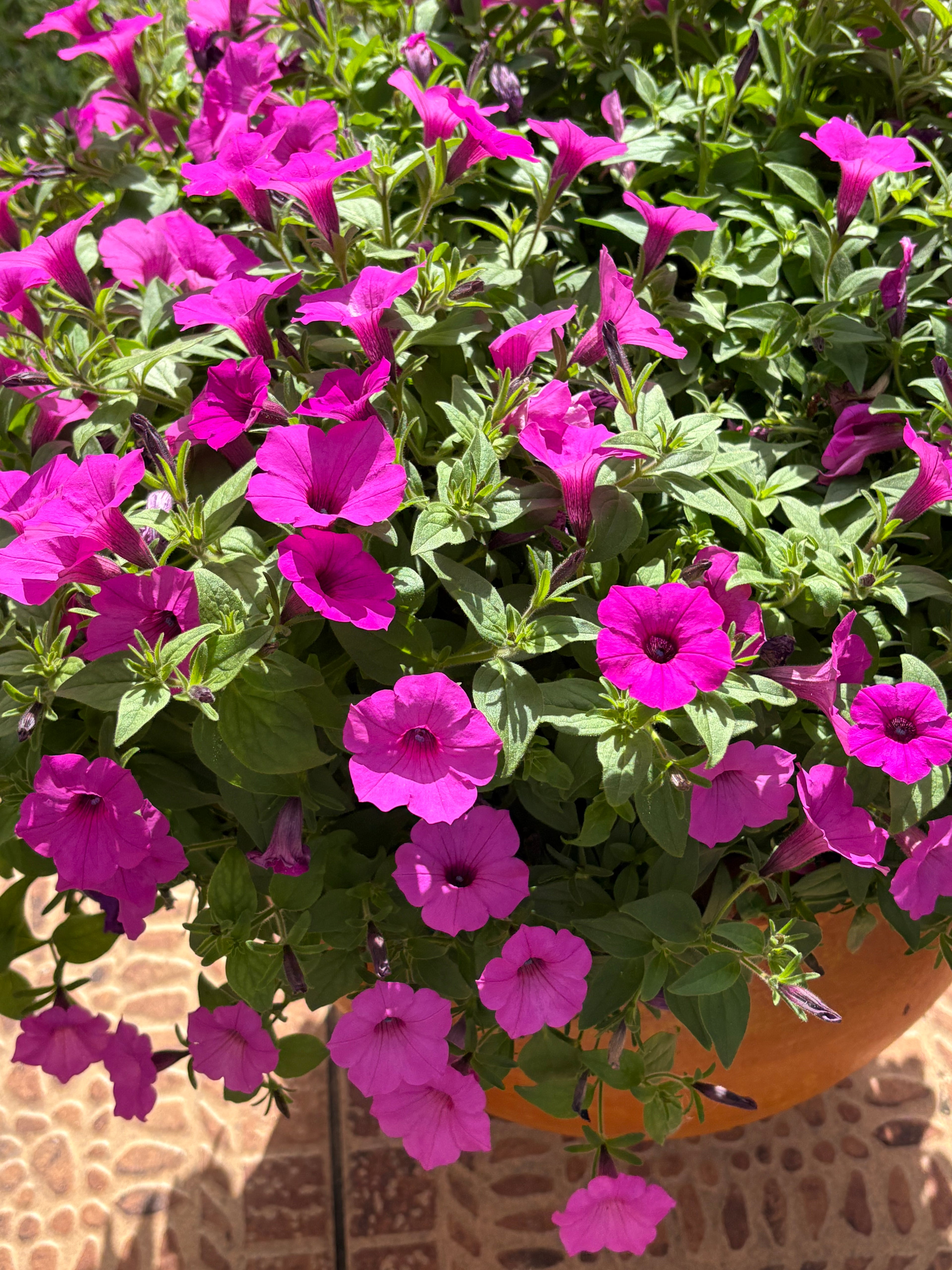 Fuchsia Supertunia Bloom Pot
