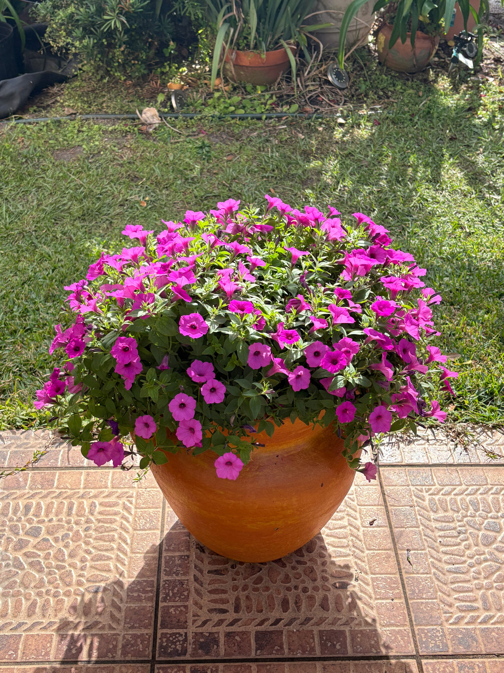 Fuchsia Supertunia Bloom Pot