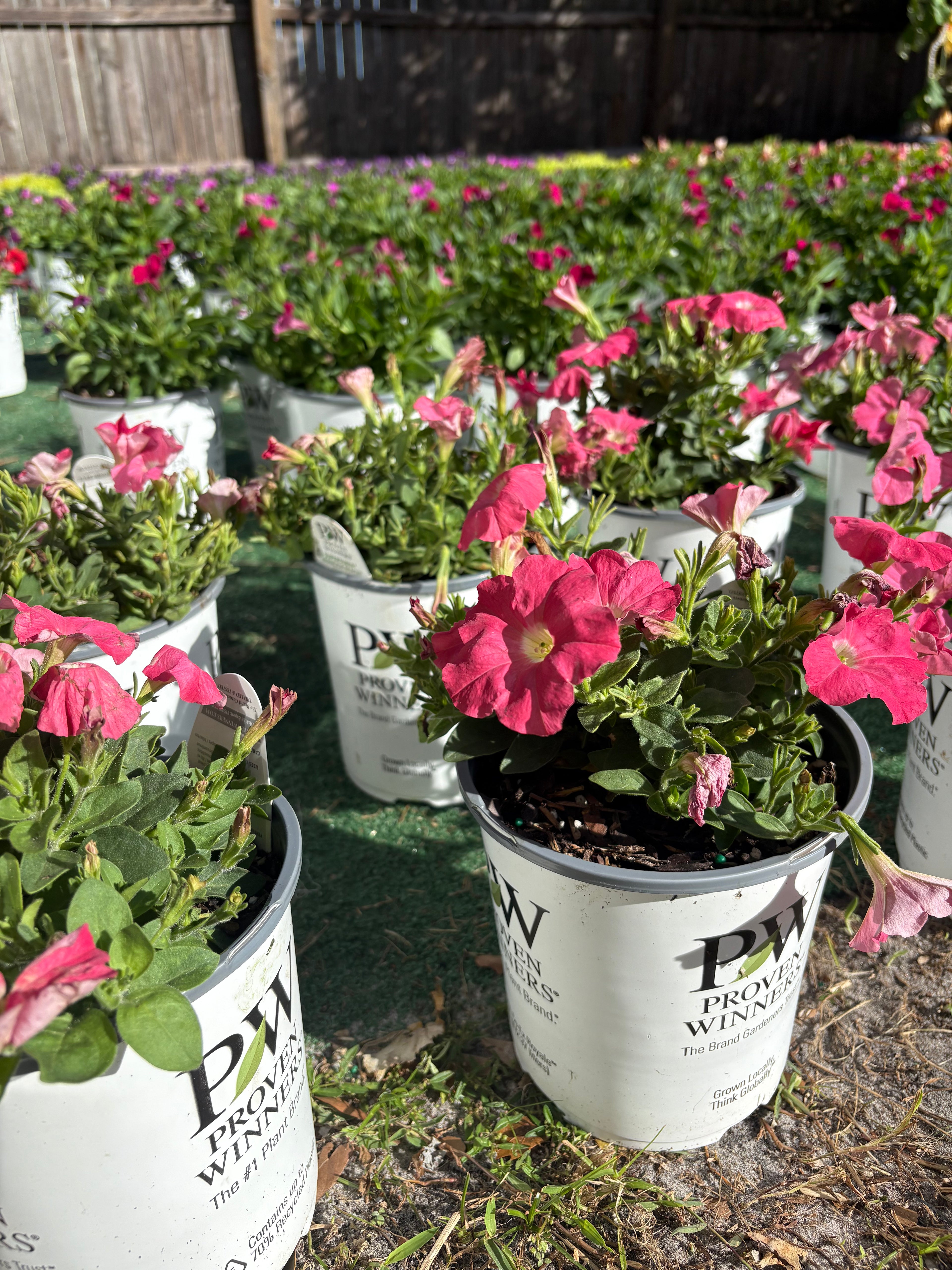 🎄REALLY RED CHRISTMAS SUPERTUNIAS 🎄