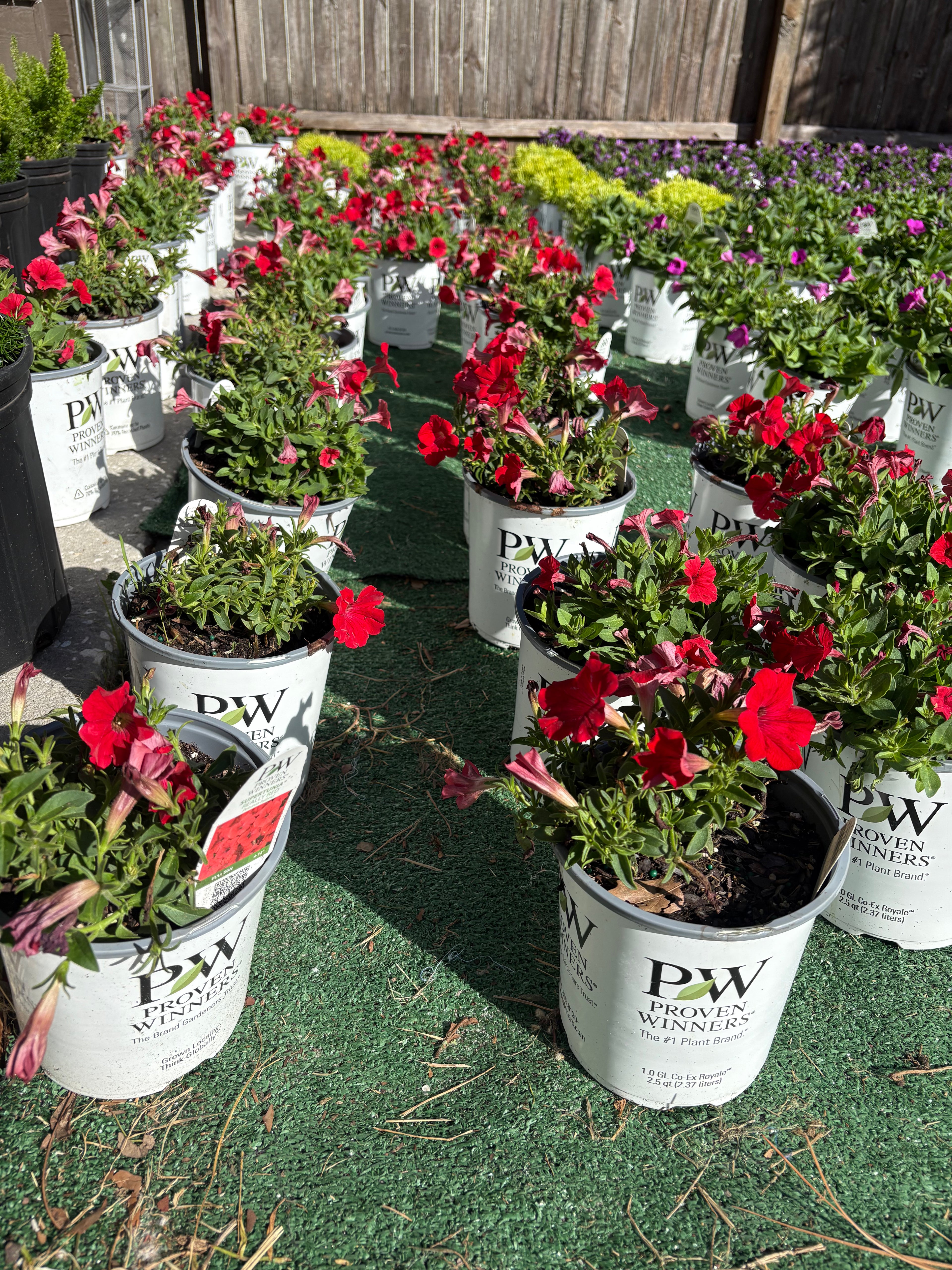 🎄REALLY RED CHRISTMAS SUPERTUNIAS 🎄