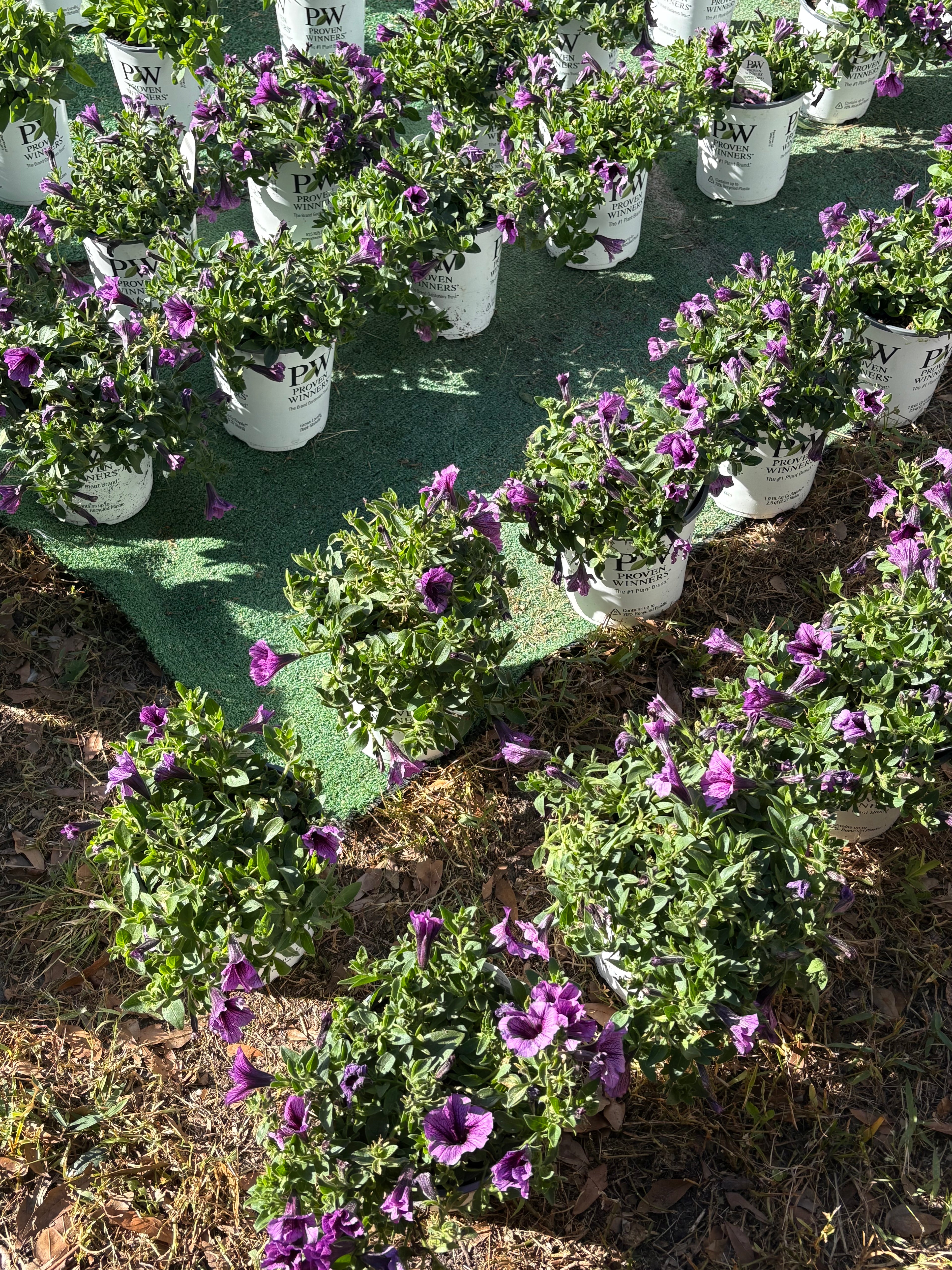 🎄REALLY RED CHRISTMAS SUPERTUNIAS 🎄