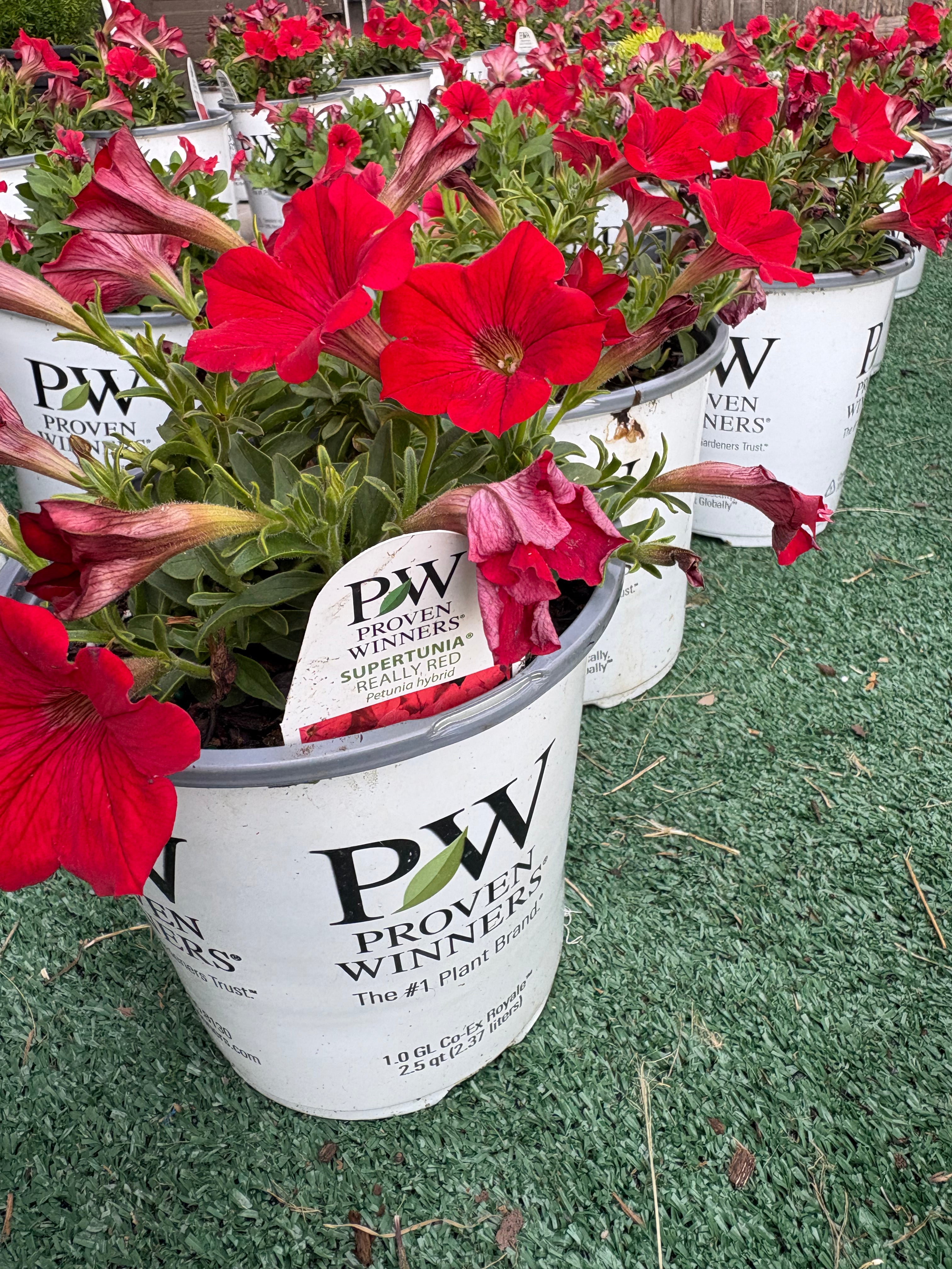 🎄REALLY RED CHRISTMAS SUPERTUNIAS 🎄