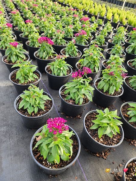 1 gallon Pentas MIX