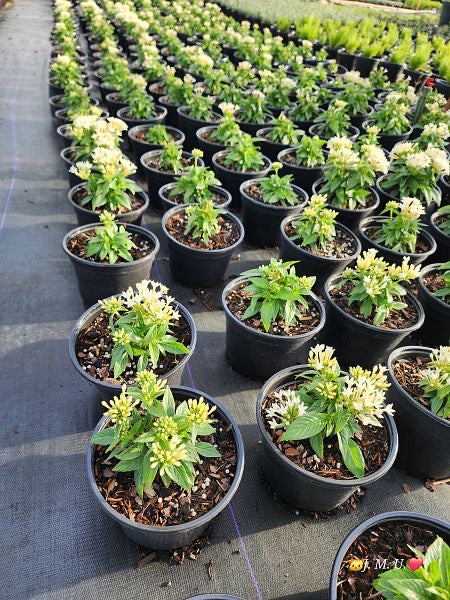 1 gallon Pentas MIX