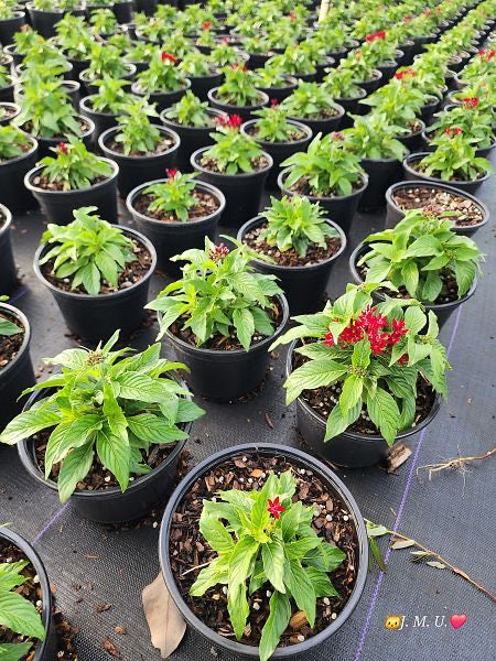 1 gallon Pentas MIX