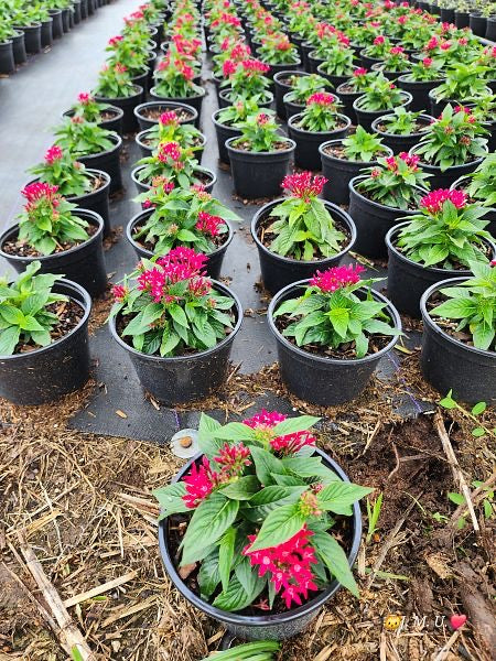 1 gallon Pentas MIX