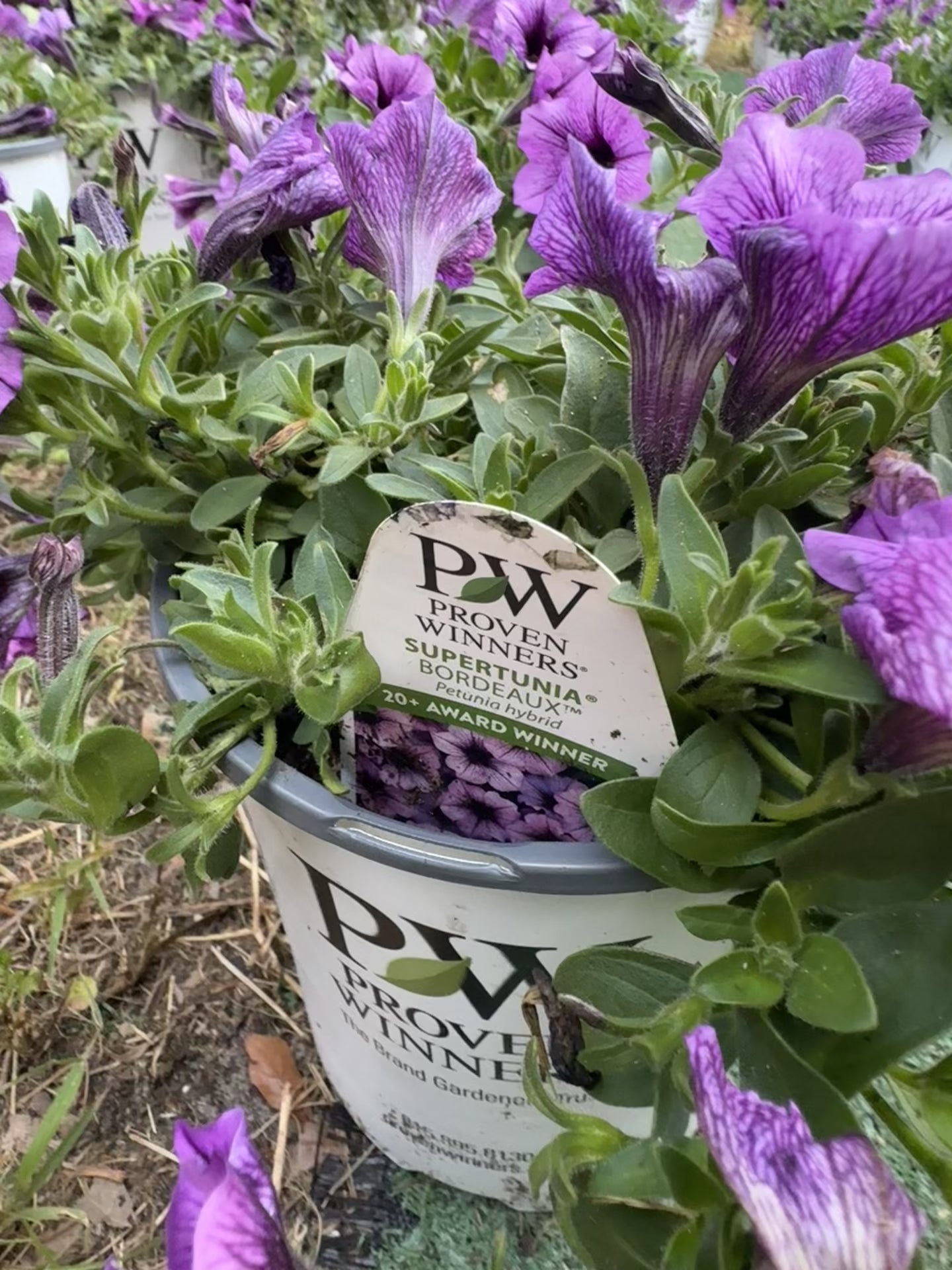 Bordeaux Supertunias